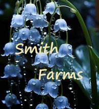 SL 25+ Seeds Blue Lily Of The Valley Flowers Symbol Of Gratitude Everlasting Lov - £3.40 GBP