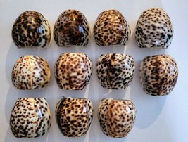 Vintage Tiger Cowrie Leopard Spotted Seashell Napkin Rings Set of 11 - £19.17 GBP