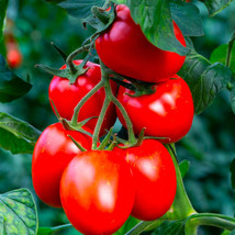 HS 50+ Rio Grande Heirloom Tomato Seeds - Fresh For Your Garden - £1.75 GBP