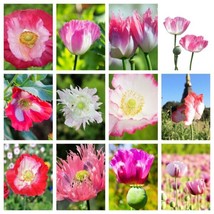 200 Seeds Afghan Reselected Blue Poppy Heirloom Seeds Sprout Fast Quick Delight - £6.51 GBP