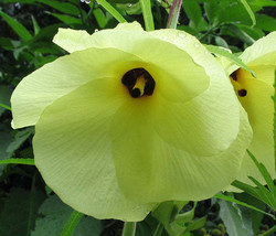 FREE SHIPPING Abelmoschus manihot Aibika Sunset Muskmallow Hibiscus 10 Seeds - $17.99