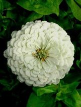 300 White Zinnia Flower Seeds Cut Flowers Easy Summer Flowering Annual Garden  - £14.37 GBP