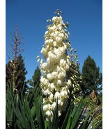 Adam&#39;s Needle 100 Seeds Yucca filamentosa - $249.81 MXN