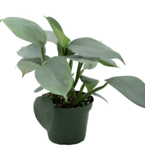 Philodendron Hastatum Plant 4Inches Pot Silver Sword House live Plant US... - $22.99