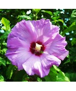 Madagascar Hibiscus Moscheutos Hibiscus Seed Pack 15 Rose Of Sharon Hs68... - $87.80 MXN