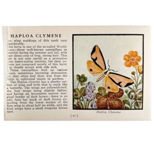 Haploa Clymene Moth 1934 Butterflies Of America Antique Insect Art PCBG14A - £15.72 GBP