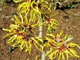 Fresh 10 Harlow Car Witch Hazel Seeds Hamamelis × Intermedia Fast Shipping - $13.70