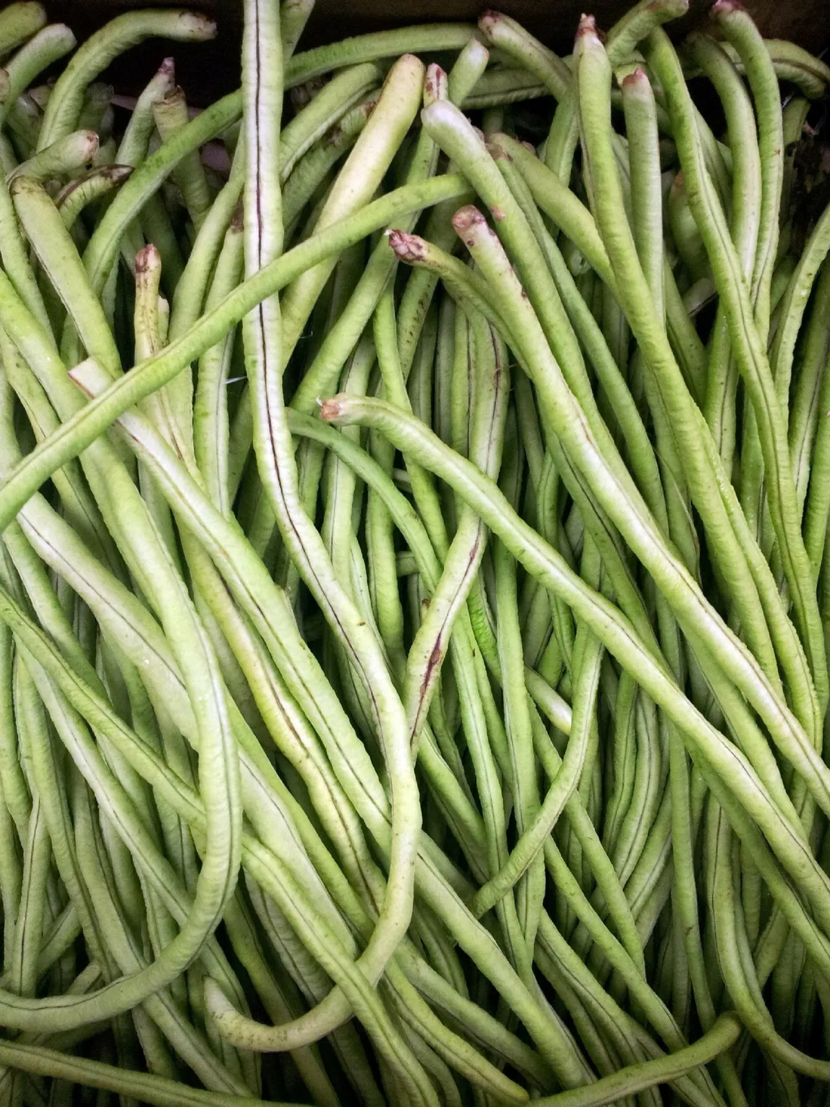50 of Yard Long Cowpea Bean Seeds | Heirloom Non-GMO - $2.88