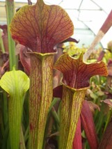 Sarracenia Alata Atrorubra Red Yellow Trumpets Pitcher Plant Carnivorous Seeds F - $17.96