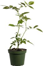 Fern Northern Maidenhair Fern Plant Adiantum Tenerum 6Inches Pot Live Pl... - $69.96