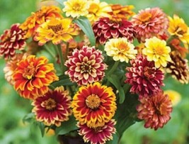 40 Zinnia Jazzy Mix Seeds Garden Fresh USA Shipping - £8.15 GBP