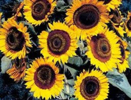25 Seeds Taiyo Sunflower Helianthus Annuus Flower  - $9.68