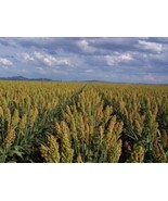 50 Mennonite Sorghum Sugar Cane Sorghum Bicolor Grain Vegetable Seeds Fr... - $8.00