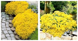 200pcs Creeping Thyme Seeds Yellow Rock Cress Seeds Ground cover flower - £10.15 GBP