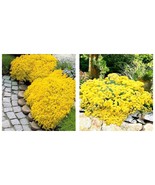 200pcs Creeping Thyme Seeds Yellow Rock Cress Seeds Ground cover flower - $17.70 CAD