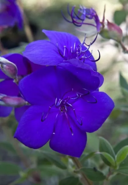 Athens Blue Princess Glory Bush Plant Tibouchina Urvilleana Small Starter Plant  - £33.09 GBP