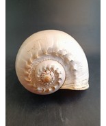 MELO BRODERIPII  Seashell  :  9 INCHES GIANT : Beach Decor - £17.34 GBP