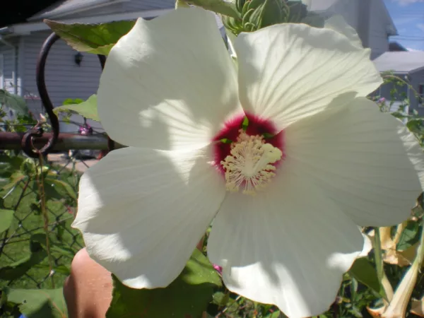 USA Seller FreshHuge White W/ Purple Center Dinnerplate Hibiscus Seeds - £11.04 GBP