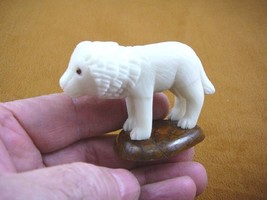 (TNE-LION-463B) wild white Lion TAGUA NUT Figurine carving VEGETABLE lov... - £21.67 GBP