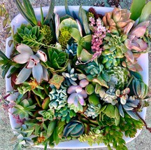 100, 150 or 200 Premium Beautiful Succulent Cuttings Collection