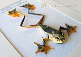 Rhacophorus Reinwardtii Real Flying Frog Framed Taxidermy Collectible Sh... - $58.99