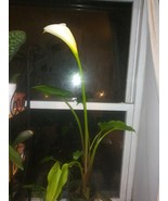 White. Calla Lily - $13.54