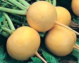 Golden Ball Turnip Seeds 500 Seeds Non-Gmo Fast Shipping - £6.38 GBP