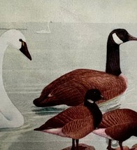 Swan Canada Goose Brants 1936 Bird Art Lithograph Color Plate Print DWU12A - $39.99