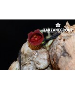 PORPAX THAITHONGIAE MINI MINIATURE ORCHID MOUNTED - $51.92 CAD
