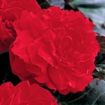 USA Seller 15 Begonia Seeds Begonia Gogo Bright Red Series Begonia Seeds Fast Sh - $19.00