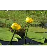 FREE SHIPPING 1 BAREROOT NUPHAR LUTEA YELLOW WATER LILY LIVE PLANT  - $32.50