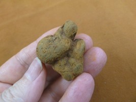 (PP450-11) 1&quot; Genuine Fossil TURTLE POOP Coprolite DUNG WEIRD Washington... - £8.13 GBP