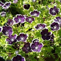 Nemophila Penny Black Purple Baby Black Eyes Short Heirloom 200 Seeds From US - $9.98