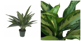 Aglaonema Silver Bay Chinese Evergreen Live Plant Low Light 6&quot; Pot House - C2  - £78.57 GBP