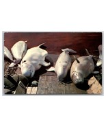 Beluga Whale Caught on Churchill River Manitoba Canada UNP Chrome Postca... - €29,05 EUR