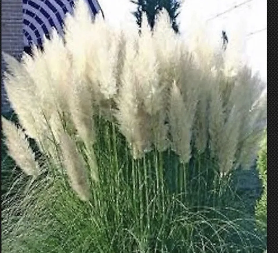 NEW White Pampas Grass Cortaderia selloana 3 Plugs - £35.05 GBP