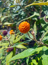 Buddleja Orange Ball Tree 20 Seeds 100 Seed - $351.01 MXN
