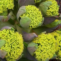 New Fresh Giant Fennel Seeds Fresh Organic Ferula Communis Seeds Yellow Outdoor  - £6.30 GBP