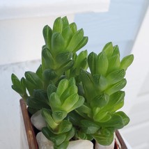 Haworthia Obtusa Succulent, 2 inch live plant, Haworthia cymbiformis image 2