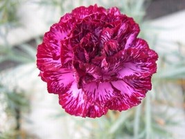 FRESH 100 Blackberry Ice Carnation Seeds Dianthus  Seed - $8.00