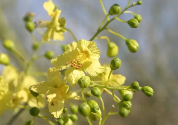 Parkinsonia Forida Blue Palo Verde Green Trunk 30 Seeds 011 Fresh Seeds - £15.44 GBP