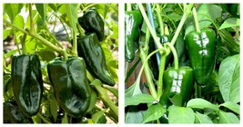 50 Seeds Ancho Poblano Pepper Large Vegetable Edible Hot Huge - £20.39 GBP