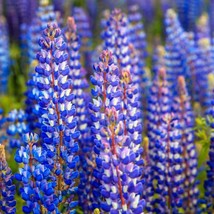 Lupine Wild Perennial Hummingbird &amp; Bee Favorite Heirloom Pure Non-Gmo 50 Seeds - £8.77 GBP