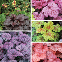 100 Seeds, Mixed Heuchera Seeds SH11353C - $19.98