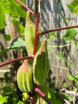 50 seeds Hill County Red Okra Heirloom Seeds for Quick Garden Magic - £9.19 GBP