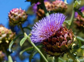 120 Purple Romagna Artichoke Heirloom Vegetable Seeds - £18.23 GBP