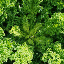 100 Seeds Of Blue Ridge Kale Garden - £14.52 GBP