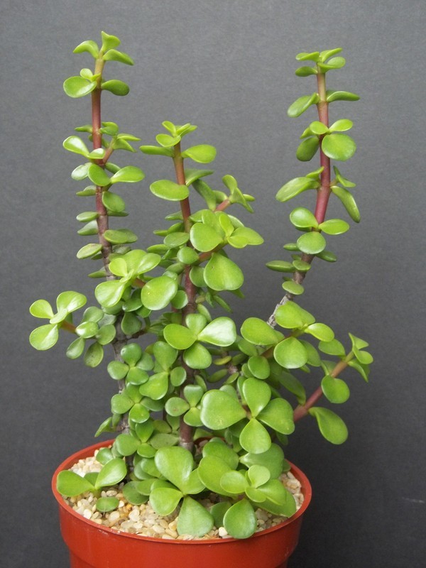 MBK Portucalaria Affra Green Elephant Bush Mini Jade Tree Bonsai 4 Plant... - $28.50