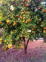 FREE SHIPPING 5 seeds Dwarf Mandarin Orange Tree {Citrus reticulata}  - £10.21 GBP