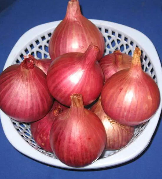 BStore 200 Onion Ruby Red Onion Red Stem Scallion Seeds Starter Kits - $13.60 CAD
